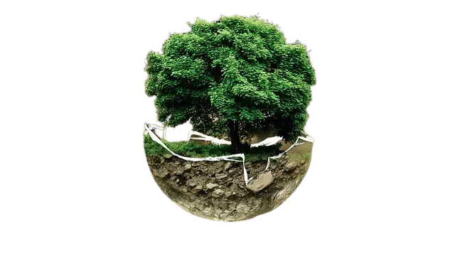 imagen de un árbol